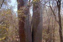 Baobab au sud de Madagascar