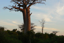 Baobab au sud de Madagascar