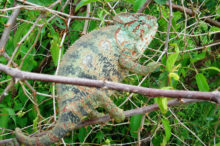 Caméléon de Madagascar