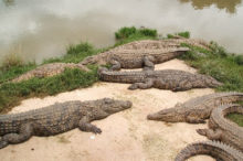 Crocodile du Nil de Madagascar