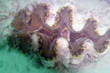 Giant Clam