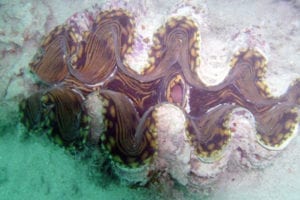 Giant Clam - La Pêche sportive