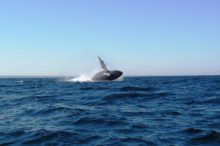 Sorties d’observations des baleines à bosses