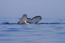 Sorties d’observations des baleines à bosses – L’hôtel de La Plage Ifaty Tuléar