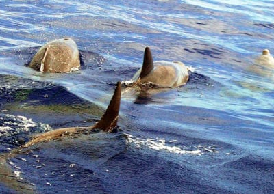 Sortie Baleine Ifaty Tuléar