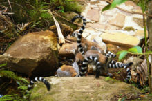 Le Maki ou Lémur de Madagascar