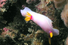 Nudibranche