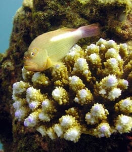 Poisson aquatique - La Pêche sportive