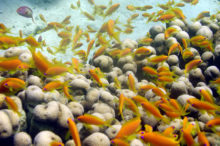 Poisson riche en couleur au fond de mer