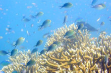 Poisson de mer au sud de Madagascar