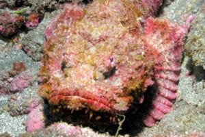 Le poisson pierre de Madagascar