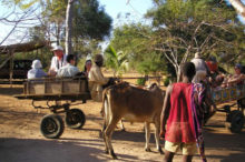 Zebu cart ride