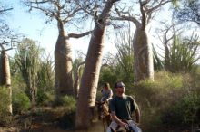 Horseback riding in the baobab forest
