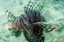 Pterois