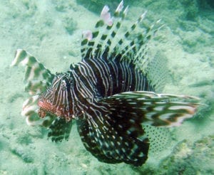 Pterois de Madagascar