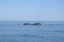 Humpback whale watching trips