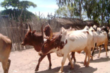 Des zébus à Tuléar (les bœufs  de Madagascar)