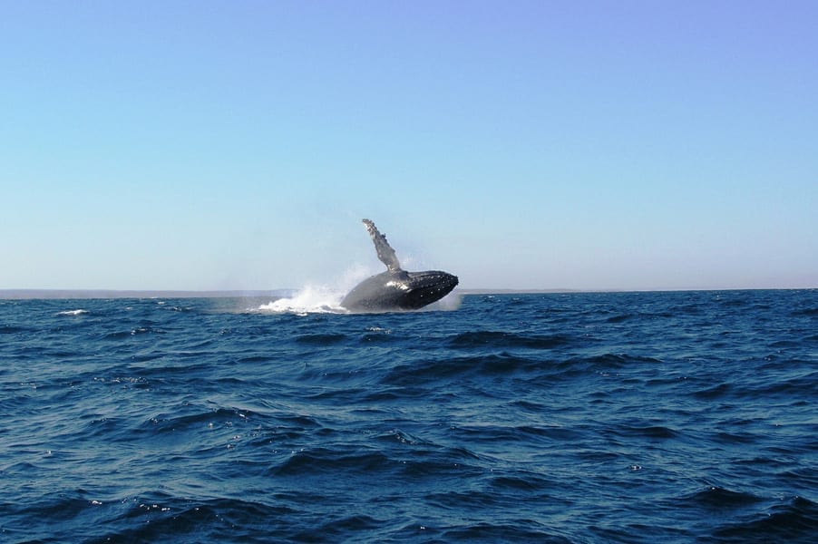 Whale watching - Activities and exceptional nature