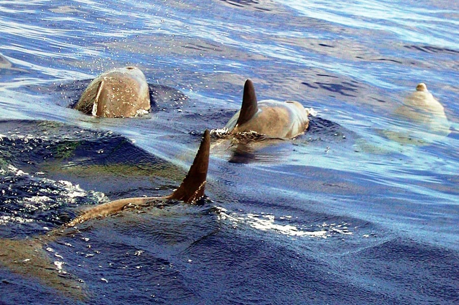 Sorties des baleines - Activités et nature d'exception