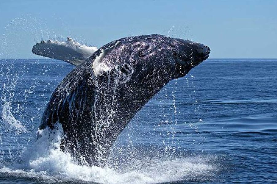 Sorties des baleines - Activités et nature d'exceptionActivités et nature d'exception à Ifaty Tuléar