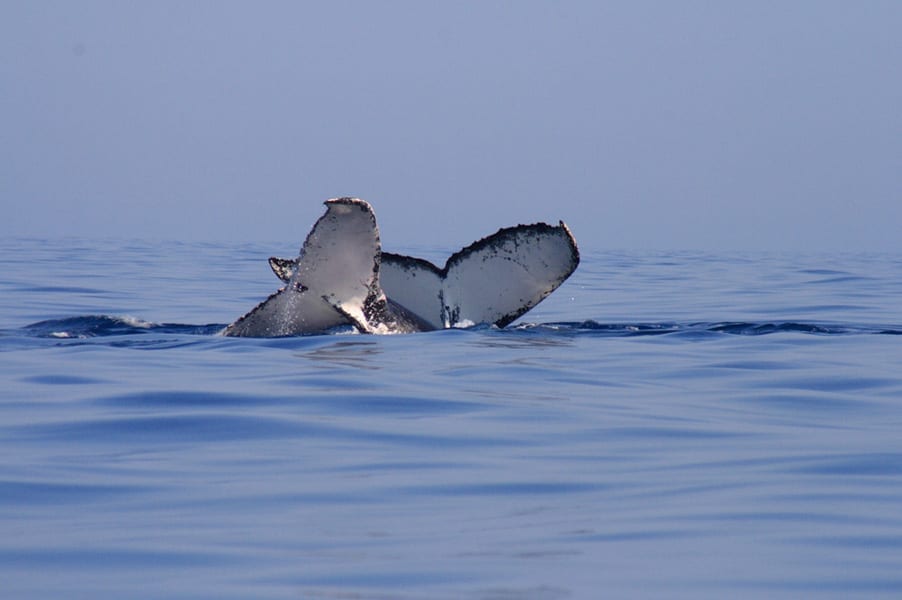 Sorties des baleines - Activités et nature d'exception à Ifaty Tuléar