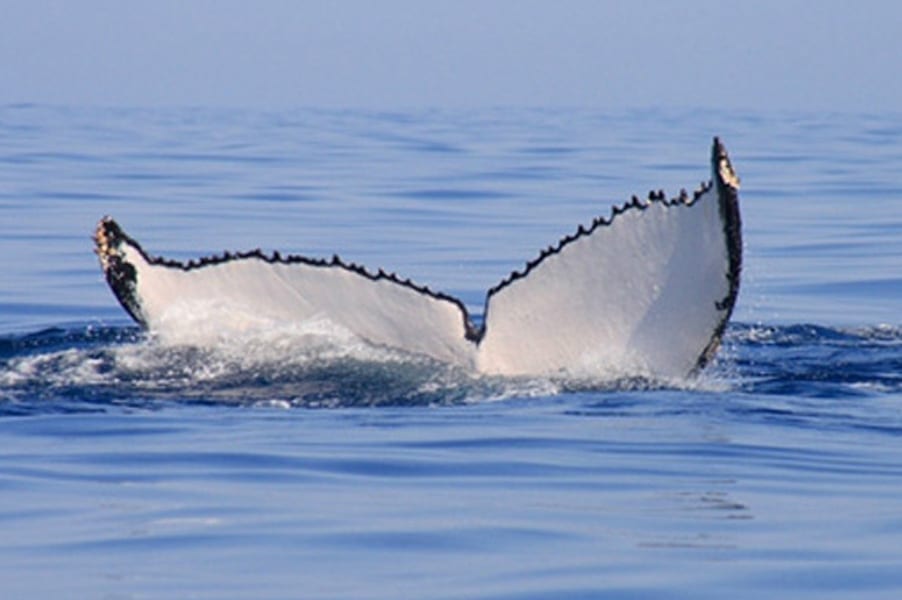 Sorties des baleines - Ifaty Tuléar